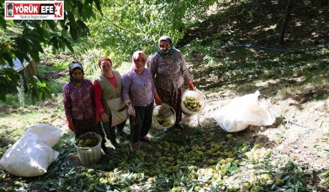 Aydın dağlarında kestane hasadı telaşı başladı