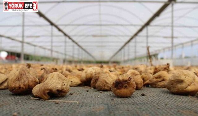 Kuru incir ihracatı 292 milyon dolara yükseldi