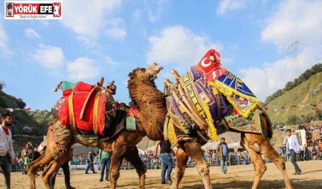 Kuyucak’ta deve güreşi şenlikleri yapılacak