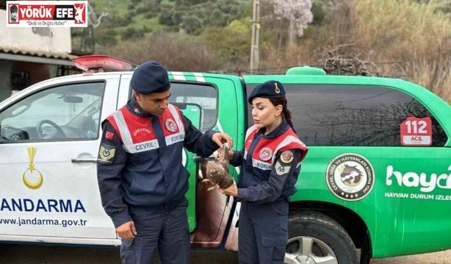 Aydın’da Kızıl Şahin yaralı halde bulundu