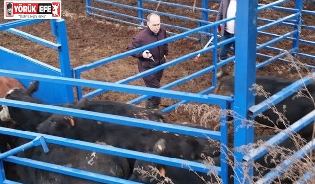 Kuyucak’ta besilik hayvan denetimi ve şap aşılaması