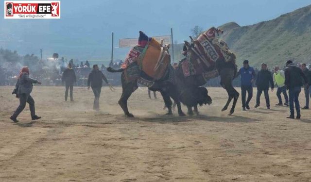 Kuyucak’taki deve güreşlerini 15 bin kişi izledi