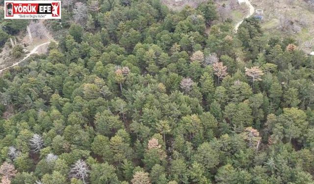 Çine’de Akdeniz Kabuk Böceği’yle mücadele yapılıyor