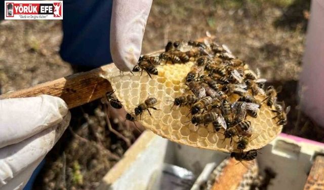 El ele veren gelin-görümce ülkenin ana arı ihtiyacını karşılıyor