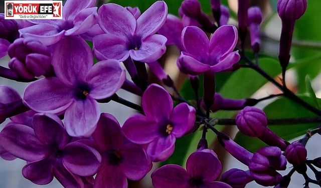 Leylakların Senfonisi Doğayı Renklendirdi