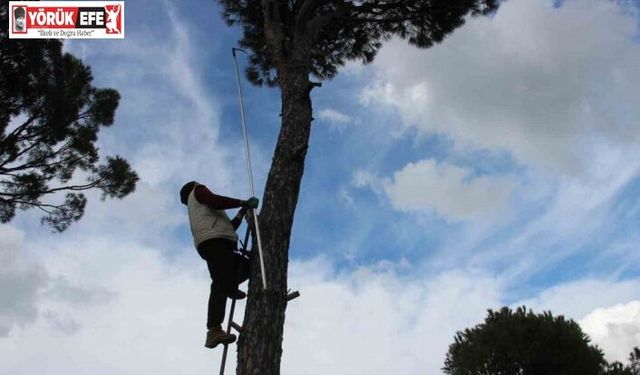 Metrelerce yükseklikte ekmek parası için gözünü kırpmadan çalışıyor