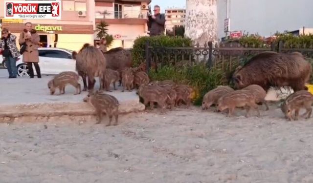 ’Yaban domuzlarını elle beslemeyin’ uyarısı