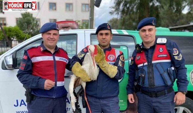 Yaralı leyleğe jandarma yardım elini uzattı