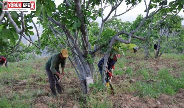 Aydın’da incir üreticisinin zorlu sezon hazırlığı başladı