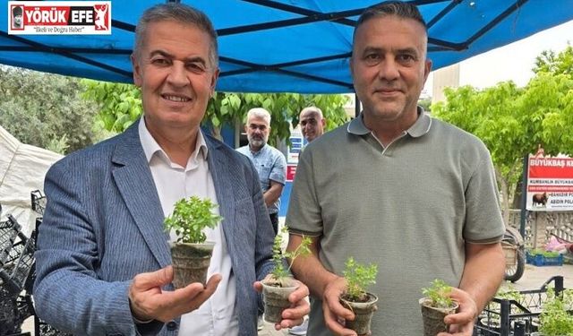 Doğal sivrisinek kovar fesleğenler yoğun ilgi gördü