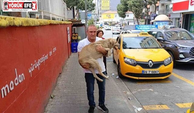 Hayvansever taksiciden örnek davranış