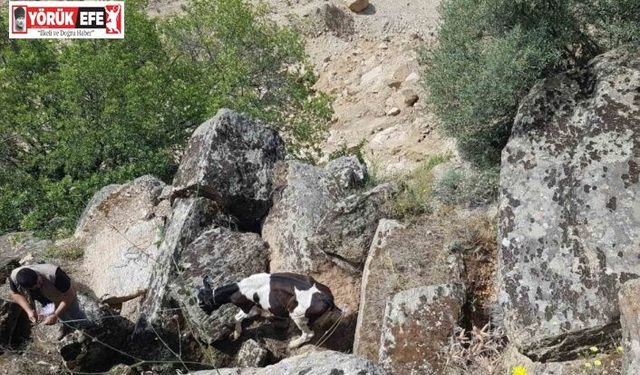 Kaybolan inekler, uçurumda bulundu