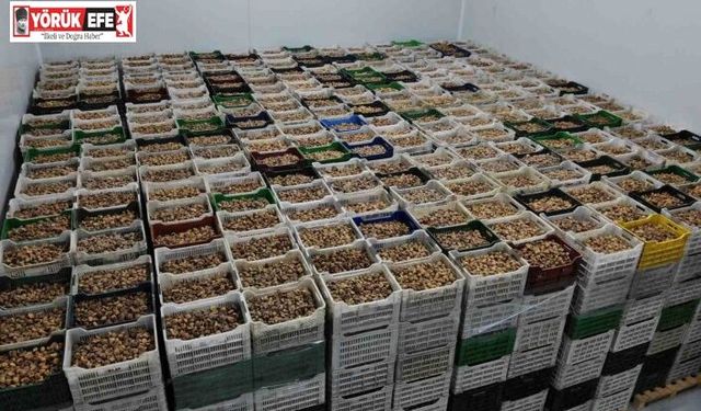 Kuru incir ihracatı yüzde 28 büyüdü