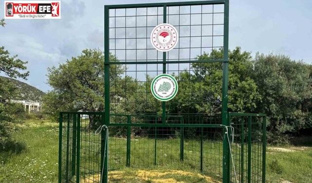 Kuşadası’nda yaban domuzlarına karşı termal dronlu mücadele