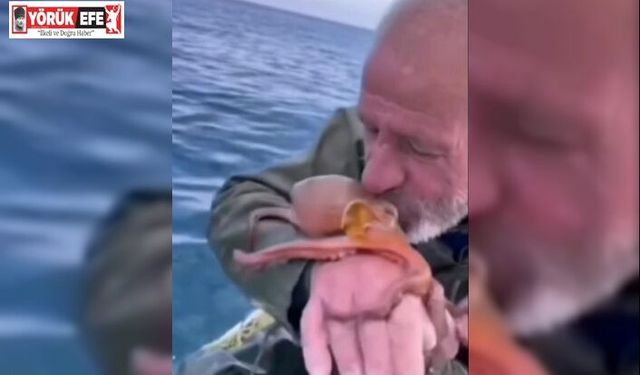 Yakaladığı ahtapotu öpüp sevdi, denize bıraktı