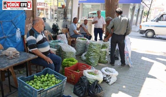 Aydın incirinde ’ilekleme’ sezonu başladı