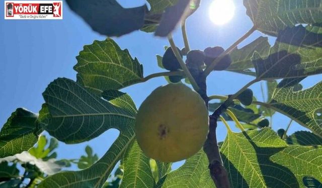Aydın’da erkenci incirler çıktı
