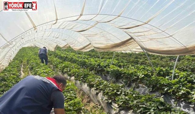 Koçarlı’da çileklere sıkı denetim