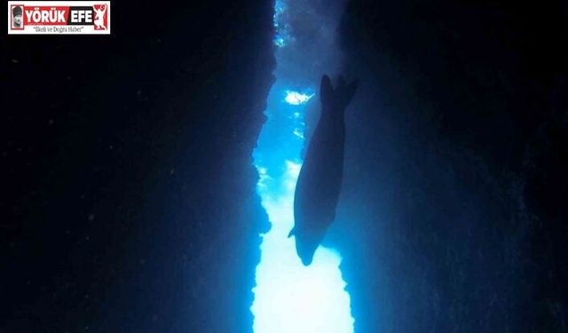 Nesli tehlike altındaki Akdeniz foku Kuşadası’nda görüntülendi