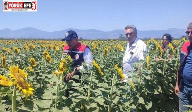 Aydın’da ayçiçeği ekim alanları artıyor