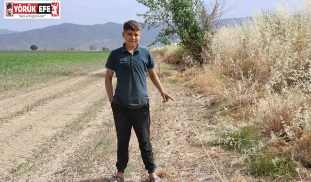 Ege’de domuz sorunu artarak devam ediyor