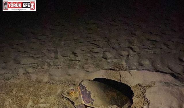 EKODOSD’tan Caretta Caretta uyarısı