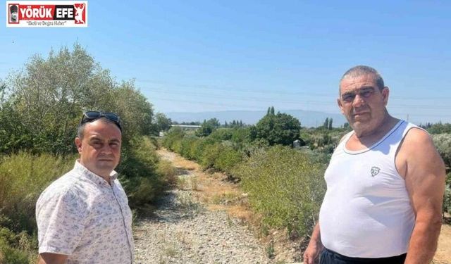 İkizdere Barajı’ndan su bırakılmadı, ağaçlar kurudu