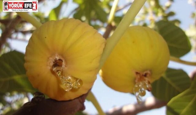 İncirde hasat ve ihracat tarihi belli oldu