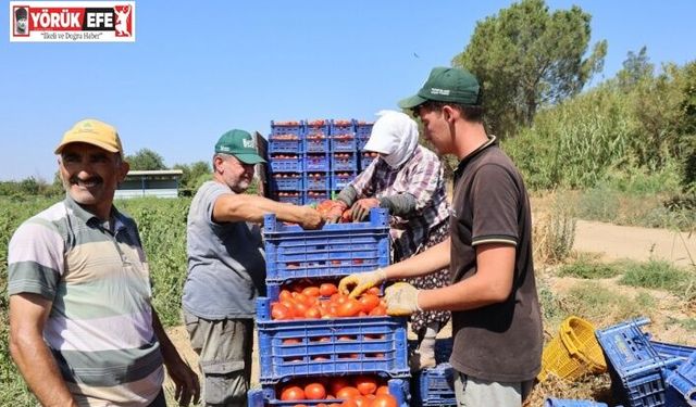 Sıcak hava domatesi vurdu, Aydınlı üretici verim kaybı yaşadı