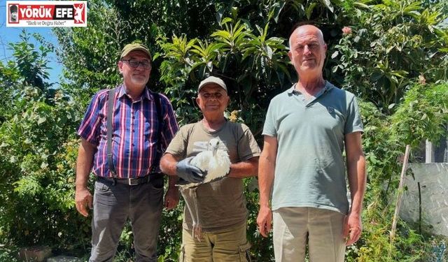Yavru leyleği kurtarıp, deniz kaplumbağası yumurtalarını koruma altına aldılar