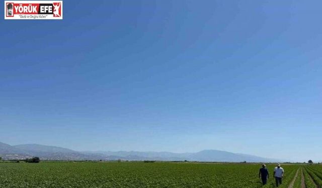 Yenipazar’da pamuk gelişimleri kontrol edildi