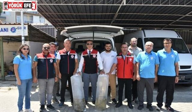 Aydın’da 153 bin sazan yavrusu doğayla buluştu