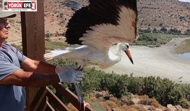 Aydın’da kurtarılan leylek ve flamingo doğaya salındı