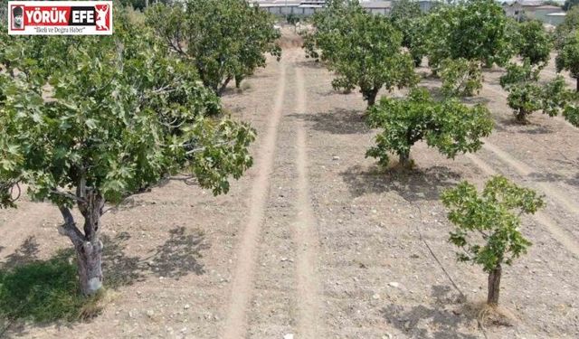 Aydın’dan, iklim değişikliği sorununa doğal çözüm