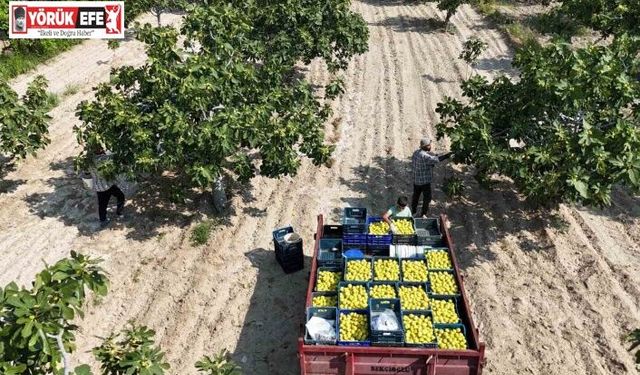 Buharkent’in damak çatlatan lezzeti taze incir, sofralarda yerini aldı