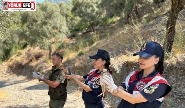 Doğa koruma faaliyetinde 25 bıldırcın ve 21 keklik ele geçirildi
