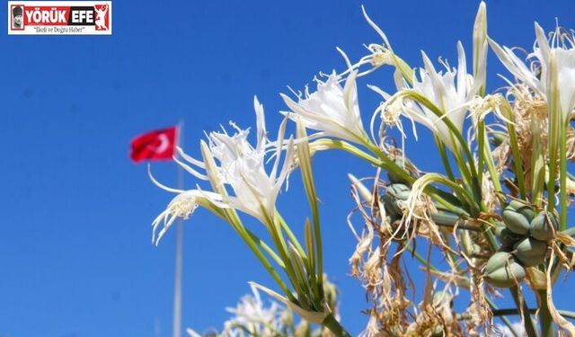 EKODOSD Başkanı Sürücü uyardı: "Kum zambakları yok olma tehlikesiyle karşı karşıya"
