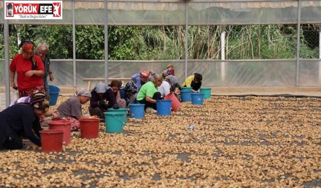 İncirlerini kurutmaya başlayan üreticilerin en büyük sıkıntısı hırsızlar