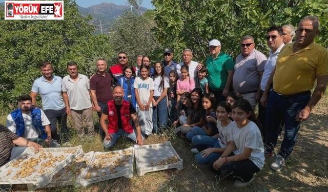 Köşk’te gönüllü hasat şenliği gerçekleştirildi