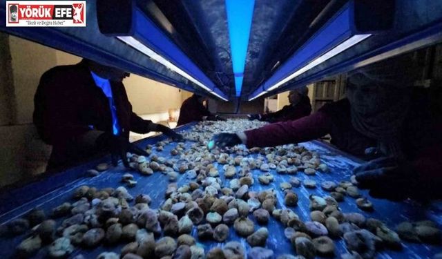 Aflatoksinli incire geçit yok