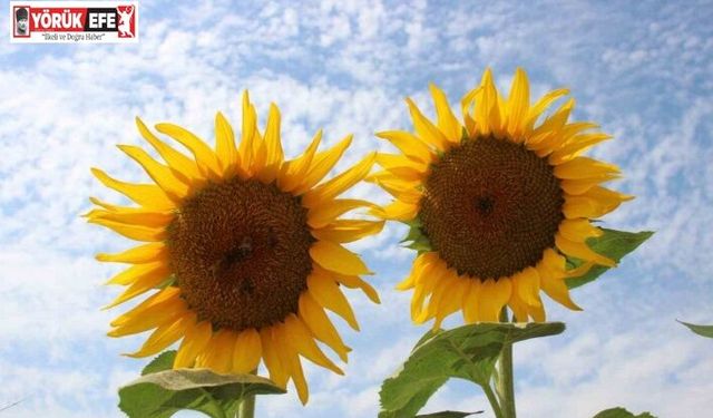 Ayçiçek alım fiyatları açıklandı