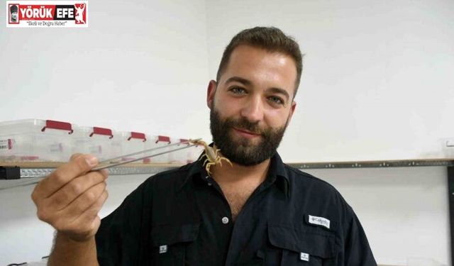 Aydın’da 750 akrepten 4 ayda 4 bin yavru elde etti