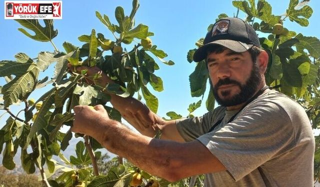 Başkasının kollarıyla incir hasadı yapıyor