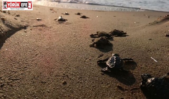 Caretta carettalar denizle buluştu