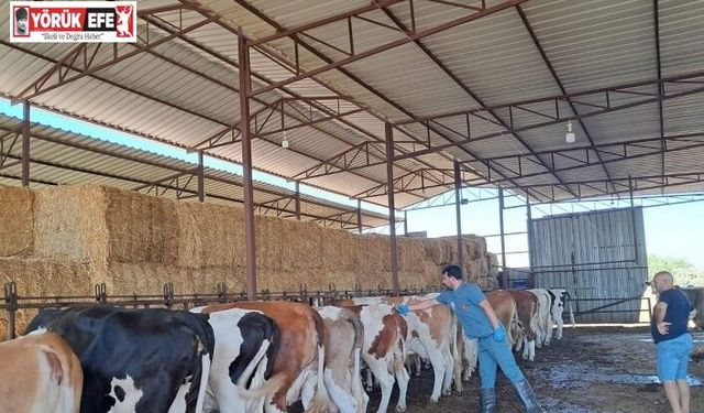 Köşk’te şap aşılaması başladı