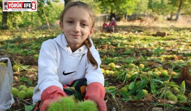 Aydın’ın dağlarında hareketlilik başladı, kestane üreticilerini hasat telaşı sardı