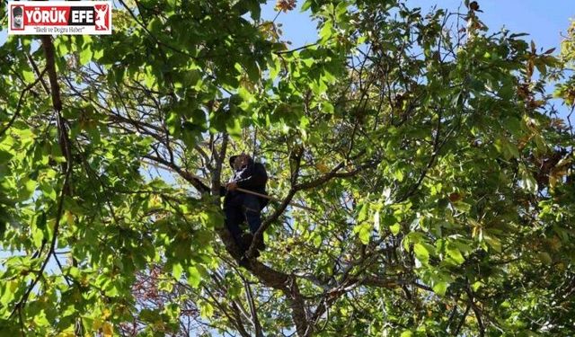 Aydın’ın dağlarında kestane sezonu sona erdi