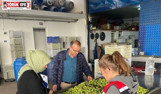 Buharkent’te zeytin rekoltesi ve kalite kontrol çalışmaları sürüyor