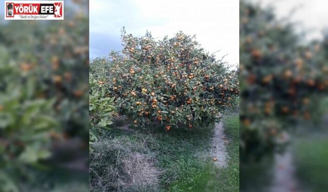 Söke’de zararlı popülasyonunda artış görüldü