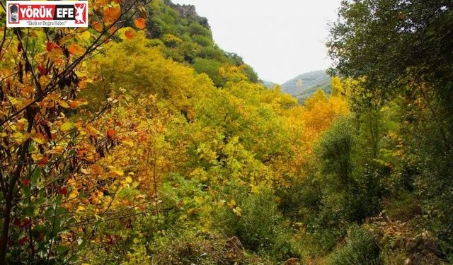 Sonbaharın güzelliğine bürünen Koçak Kanyonu’na dikkat çektiler